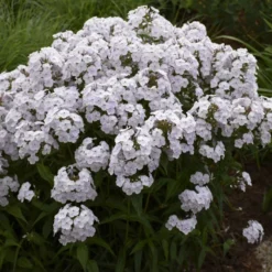 'Fashionably Early Crystal' Hybrid Phlox -Naty Plants Shop 549Phlox FashionablyEarlyCrystal 4