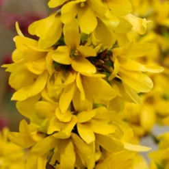 Show Off Starlet® Forsythia