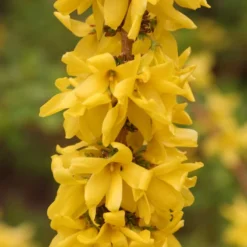 Show Off Starlet® Forsythia 8 Show Off Starlet® Forsythia -Naty Plants Shop 558 2136 popup