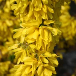 Show Off Starlet® Forsythia 9 Show Off Starlet® Forsythia -Naty Plants Shop 558 2137 popup
