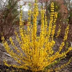 Show Off Starlet® Forsythia 10 Show Off Starlet® Forsythia -Naty Plants Shop 558 2138 popup