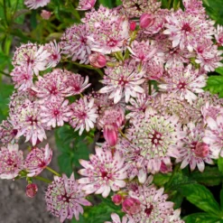 'Sparkling Stars Pink' Masterwort -Naty Plants Shop 561 Astrantia sparkling stars pink 3