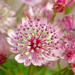 'Sparkling Stars Pink' Masterwort -Naty Plants Shop 561 Astrantia sparkling stars pink 4