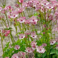 'Sparkling Stars Pink' Masterwort -Naty Plants Shop 561 Astrantia sparkling stars pink 5