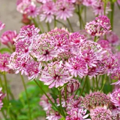 'Sparkling Stars Pink' Masterwort -Naty Plants Shop 561 Astrantia sparkling stars pink 7