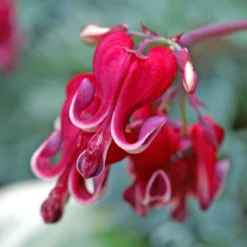 'Burning Hearts' Bleeding Heart -Naty Plants Shop 564 Dicentra burning hearts 2