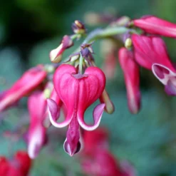 'Burning Hearts' Bleeding Heart -Naty Plants Shop 564 Dicentra burning hearts 3