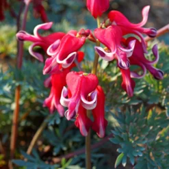 'Burning Hearts' Bleeding Heart