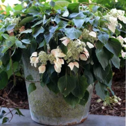Rose Sensation™ False Hydrangea Vine -Naty Plants Shop 566 2163 popup