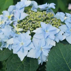 Tuff Stuff Ah-Ha® Mountain Hydrangea 7 Tuff Stuff Ah-Ha® Mountain Hydrangea -Naty Plants Shop 567 2164 popup