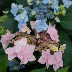 Tuff Stuff Ah-Ha® Mountain Hydrangea 8 Tuff Stuff Ah-Ha® Mountain Hydrangea -Naty Plants Shop 567 2166 popup
