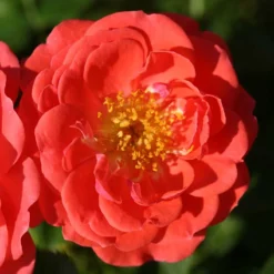 Oso Easy® Mango Salsa Rose 7 Oso Easy® Mango Salsa Rose -Naty Plants Shop 569 2175 popup