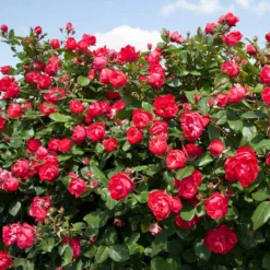 Oso Easy Double Red® Rose -Naty Plants Shop 571 2179 popup