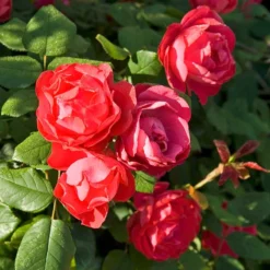 Oso Easy Double Red® Rose -Naty Plants Shop 571 2180 popup