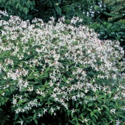 Bowman's Root -Naty Plants Shop 572 Gillenia trifoliata 1