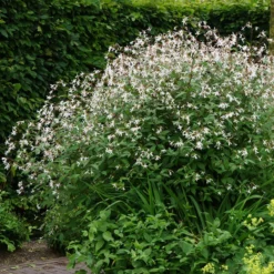 Bowman's Root -Naty Plants Shop 572 Gillenia trifoliata 4