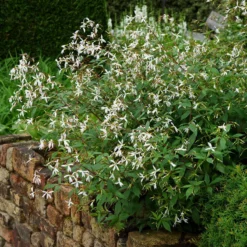Bowman's Root -Naty Plants Shop 572 Gillenia trifoliata 5