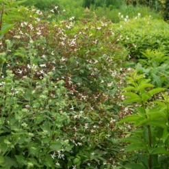 Bowman's Root -Naty Plants Shop 572 Gillenia trifoliata 8