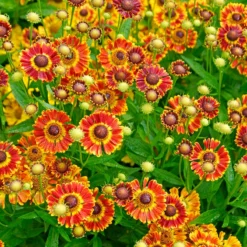 Mariachi™ 'Fuego' Helenium -Naty Plants Shop 574 Helenium fuego 3