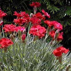 'Frosty Fire' Dianthus -Naty Plants Shop 576 2222 popup sw