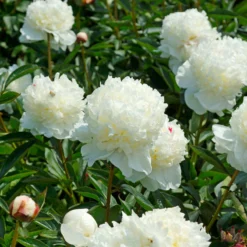 'Festiva Maxima' Peony -Naty Plants Shop 580 Paeonia festiva maxima 4
