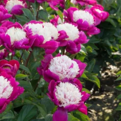 'White Cap' Peony -Naty Plants Shop 582 Paeonia white cap 3