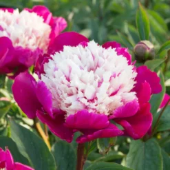 'White Cap' Peony -Naty Plants Shop 582 Paeonia white cap 4