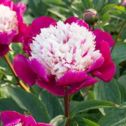 'White Cap' Peony -Naty Plants Shop 582 Paeonia white cap 5