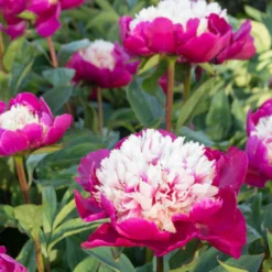 'White Cap' Peony -Naty Plants Shop 582 Paeonia white cap 6