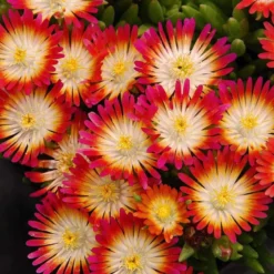 'Jewel Of Desert Ruby' Ice Plant -Naty Plants Shop 582 2241 popup sw