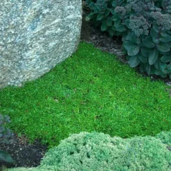 'Jewel Of Desert Ruby' Ice Plant -Naty Plants Shop 582 2242 popup sw