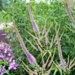 'Fascination' Culver's Root -Naty Plants Shop 583 Veronicastrum fascination 3
