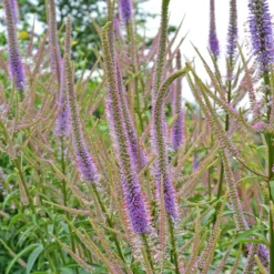 'Fascination' Culver's Root -Naty Plants Shop 583 Veronicastrum fascination 4
