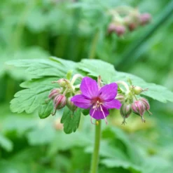 'Bevan's Variety' Cranesbill -Naty Plants Shop 584 Geranium bevans variety 3