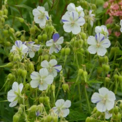 'Delft Blue' Cranesbill -Naty Plants Shop 585 Geranium Delft blue 3