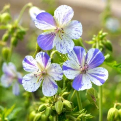 'Delft Blue' Cranesbill -Naty Plants Shop 585 Geranium Delft blue 4
