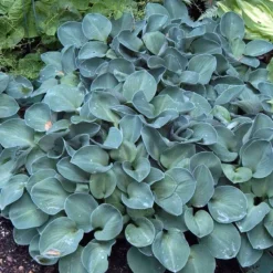 'Blue Mouse Ears' Hosta -Naty Plants Shop 592 2330 popup sw