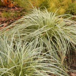 'Feather Falls' Sedge