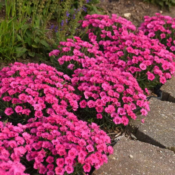 'Paint The Town Fancy' Dianthus 2 'Paint The Town Fancy' Dianthus - Image 2