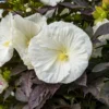 Summerific® 'Cookies And Cream' Perennial Hibiscus