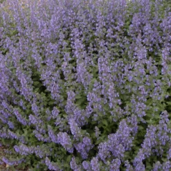 Walker's Low Catmint -Naty Plants Shop 5cdb9a9f455b5c4b370094af297a9747