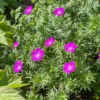 'Max Frei' Bloody Cranesbill