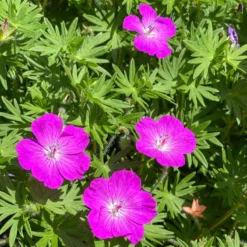 'Max Frei' Bloody Cranesbill -Naty Plants Shop 604 Geranium max frei 3