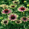 'Green Twister' Coneflower