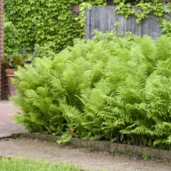 Ostrich Fern -Naty Plants Shop 626543a673f8afd08445d32991d15d27