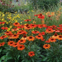 Kismet® Intense Orange Coneflower -Naty Plants Shop 626 2857 popup