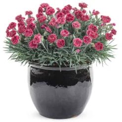 Fruit Punch® 'Black Cherry Frost' Dianthus -Naty Plants Shop 634 2695 popup