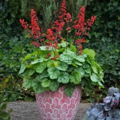Dolce® 'Appletini' Coral Bells -Naty Plants Shop 635 2698 popup