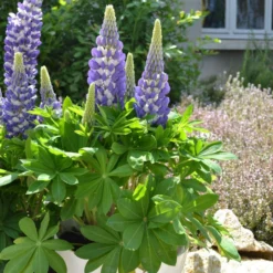 Mini Gallery™ Blue Bicolor Lupine -Naty Plants Shop 636297d97b3e498ffe72e6cc797ad19e