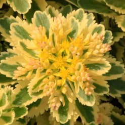 'Atlantis' Stonecrop -Naty Plants Shop 639 2718 popup e5add1f9 3377 4841 ac33 76dffe76c01b